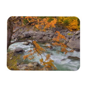 WA, Wenatchee National Forest, Maple tree and Magnet