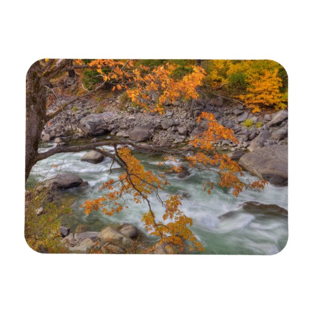 WA, Wenatchee National Forest, Maple tree and Magnet (Horizontal)