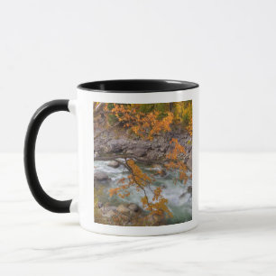 WA, Wenatchee National Forest, Maple tree and Mug