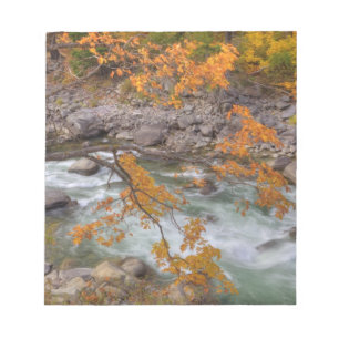 WA, Wenatchee National Forest, Maple tree and Notepad