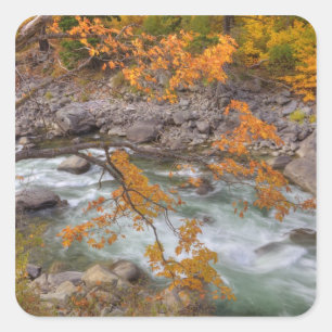 WA, Wenatchee National Forest, Maple tree and Square Sticker