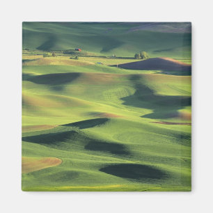 WA, Whitman County, Palouse Farmland, view Magnet