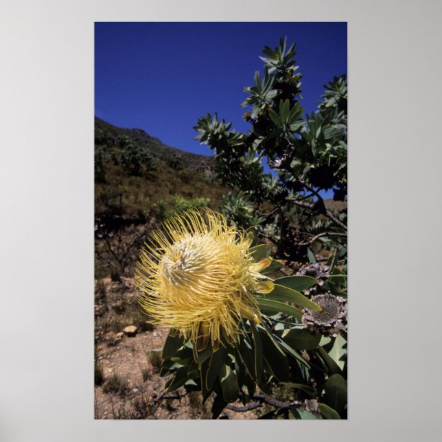 Waboom Protea (Protea Nitidia), Langeberg Poster (Front)