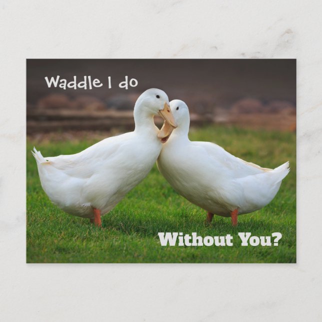 Waddle I Do Funny Ducks Postcard (Front)