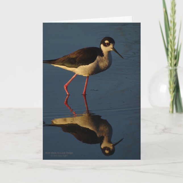 Wading Bird Black-Necked Stilt Waterfowl Shorebird Card (Front)