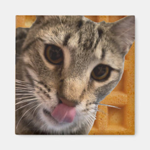 Waffles cat magnet