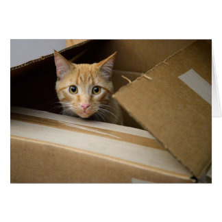 Waffles In A Box Kitty Card