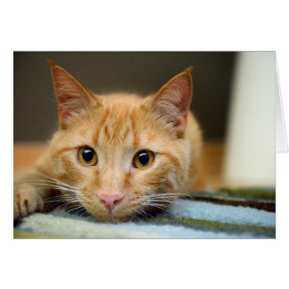 Waffles the Therapy Cat