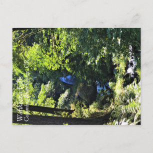 Wahkeena Falls, OR Postcard