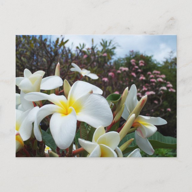 Waikoloa Plumerias Postcard 1 (Front)