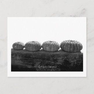 Wait In Line Postcard