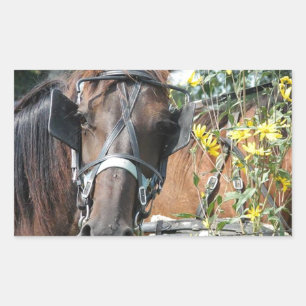 Waiting amish horse rectangular sticker