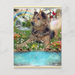 Waiting At Rainbow Bridge Postcard