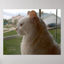 Waiting For My Human