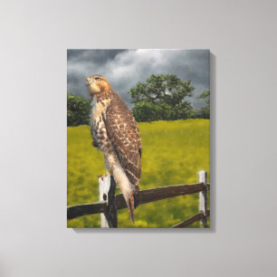 Waiting for the Storm - Red tail Hawk Canvas Print