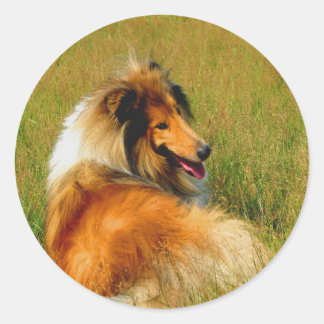 waiting for you rough collie classic round sticker