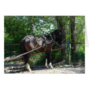 Waiting Horse