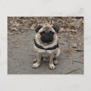 Waiting Pug Postcard