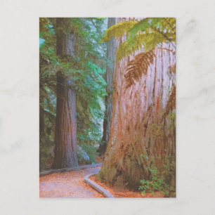 Wakawakareva Forest Postcard