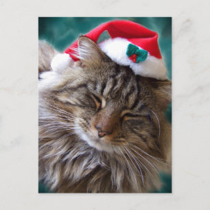Wake Me Up Santa Cat Postcard