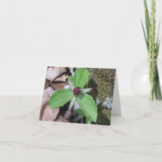 Wake Robin - Customised Card