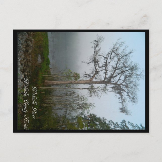 Wakulla County Florida Postcard (Front)