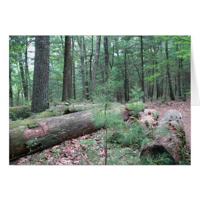 Walden Forest (Front Horizontal)