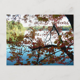 Walden Pond through Autumn Leaves Postcard