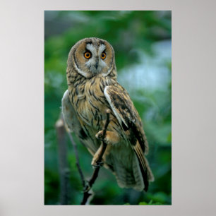 Waldo owl (Asio otus) is sitting on branch. Poster