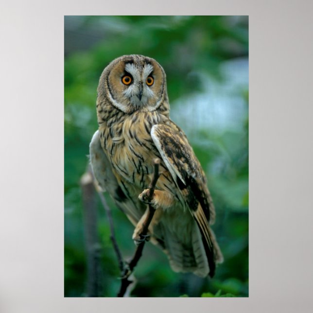 Waldo owl (Asio otus) is sitting on branch. Poster (Front)