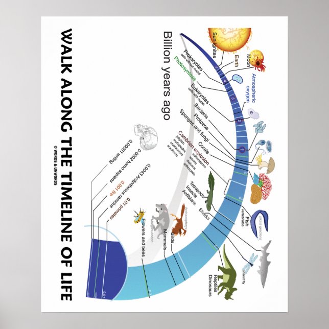 Walk Along The Timeline Of Life Biology Evolution Poster (Front)