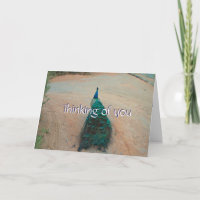 Walk Away Peacock - Thinking of You Card