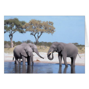 Walk on the Wild Side - Elephants
