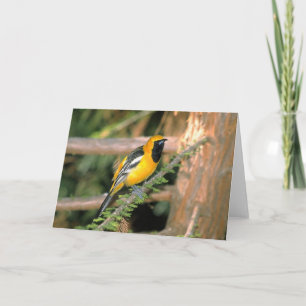 Walk on the Wild Side - Oriole Card