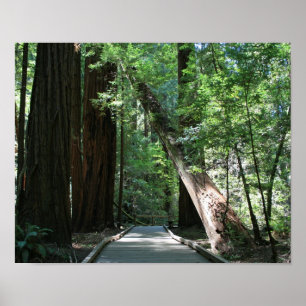 "Walking amongst Giants", Muir Woods Poster