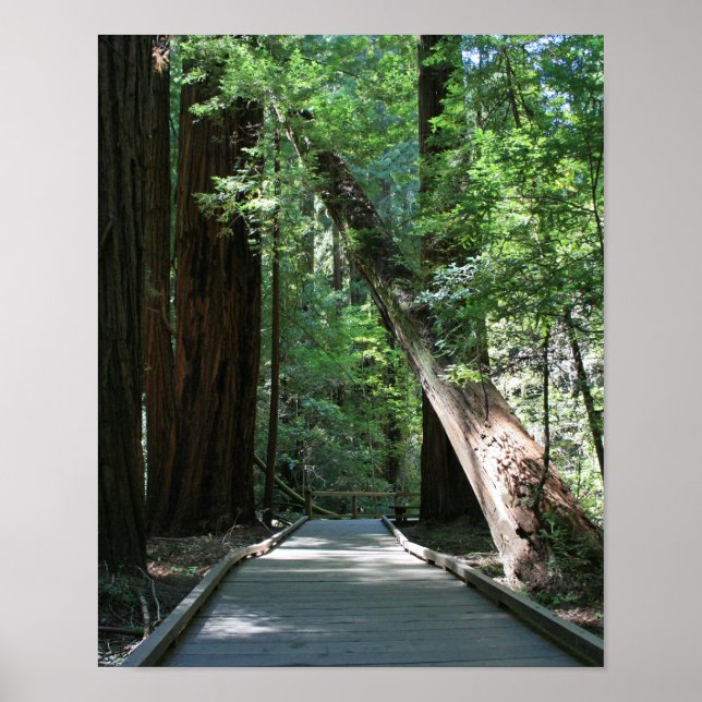"Walking amongst Giants", Muir Woods Poster (Front)