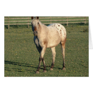 Walking Appaloosa