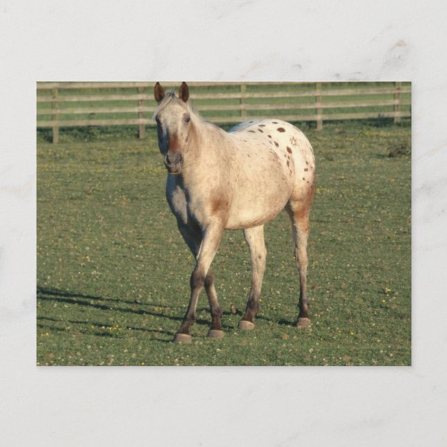 Walking Appaloosa Postcard (Front)