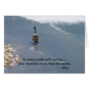 Walking Geese:Muir