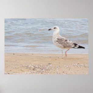 Walking gull poster