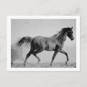 Walking Horse Black & White Postcard