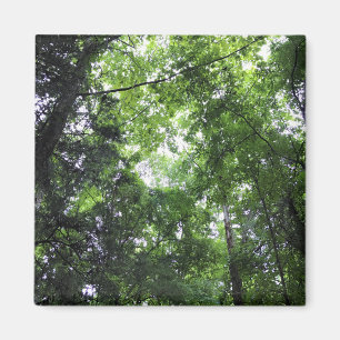 Walking in the Forest, Chester, South Carolina Can Magnet