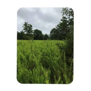 Walking in the Forest, Chester, South Carolina Can Magnet
