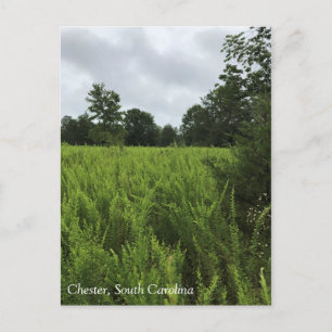 Walking in the Forest, Chester, South Carolina Can Postcard