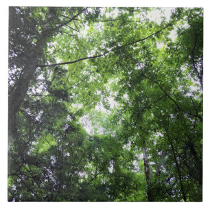 Walking in the Forest, Chester, South Carolina Ceramic Tile