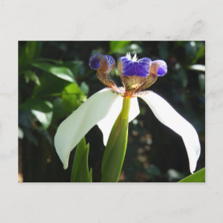 "Walking Iris 2." Postcard