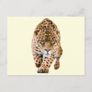 Walking Jaguar Eyes Postcard