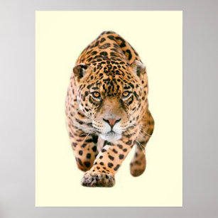 Walking Jaguar Eyes Poster