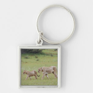 walking lioness with cubs, lion, Panthera leo, Key Ring
