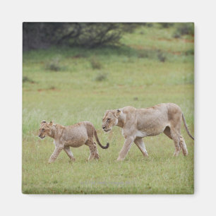 walking lioness with cubs, lion, Panthera leo, Magnet
